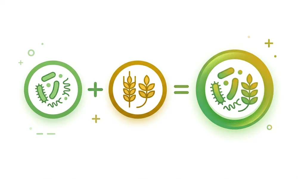 Probiotic plus prebiotic equals synbiotic — the combination formula diagram